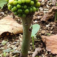 ムサシアブミ,お出かけ先の画像