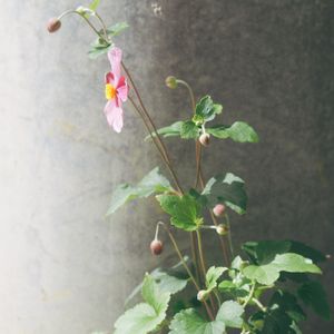 秋明菊(しゅうめいぎく),シュウメイギク,シュウメイギク（秋明菊）,盛夏の庭,癒しのグリーンの画像