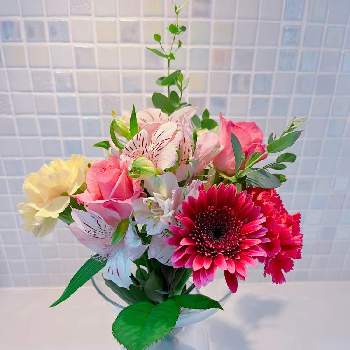 クリスティアーナ,バラ クリスティアーナ,ばら バラ 薔薇,太陽大好き,ホワイトの画像