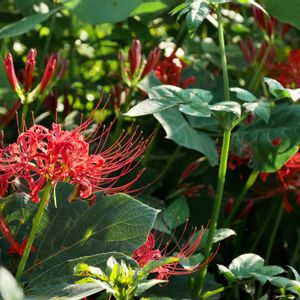 ヒガンバナ,彼岸花  曼珠沙華,開花,お花を楽しむ,彼岸花の画像