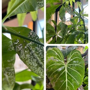 部屋の中,ありがとう♡,わが家の観葉植物❢,家族,ポジティ部 ♡の画像