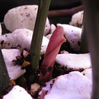 ザミオクルカス,ザミオクルカス・レイヴン,ザミオクルカス・フラミンゴ,観葉植物,風水の画像