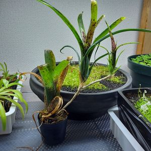 ネオレゲリア♪,部屋の画像