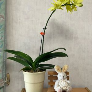 胡蝶蘭。,ミディ胡蝶蘭モニター,洋ラン,蘭の植え替え,蘭の底無し沼の画像