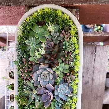 セダム寄せ,パリダム,　リトルミッシー,寄せ植え,セダム属ゴールドビューティーの画像