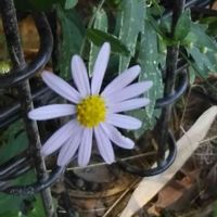 ブルーデージー,お出かけ先の画像