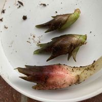 ミョウガの画像