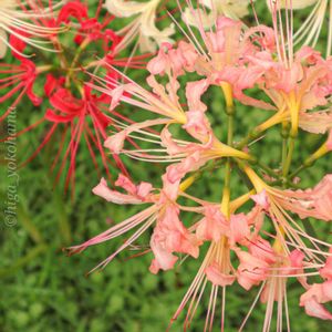 彼岸花,ヒガンバナ科,散歩,花いろいろ,庭園の画像