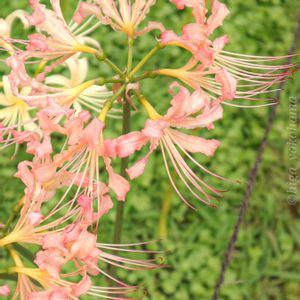 彼岸花,ヒガンバナ科,散歩,花いろいろ,庭園の画像