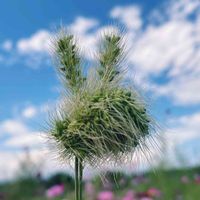 エノコログサ,うさちゃん,かわゆい♡,お花遊び♪,お花散歩の画像