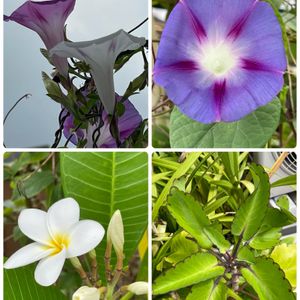 西洋アサガオ,プルメリア,セイロンベンケイ,おうち園芸,紫色の花の画像