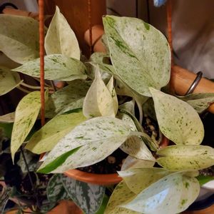 観葉植物,リビング,部屋の画像