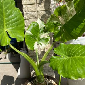 クワズイモ斑入り,カラーリーフ,観葉植物,植物のある暮らし,ハートリーフの画像