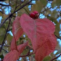 ハナミズキ,花水木*, 紅葉,お出かけ先の画像