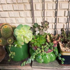 エンジェルティアーズ錦,ボルケンシー錦,金晃丸,多肉中毒,多肉植物の画像