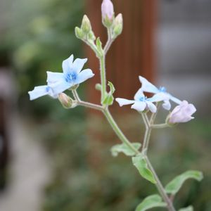 オキシペタラム ブルースター,開花,lumix-gh5m2,S家の庭の植物,花壇の画像
