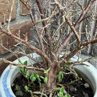黄花沈丁花 (ナツボウズ),ジンチョウゲ,沈丁花,植木鉢,お楽しみ。の画像