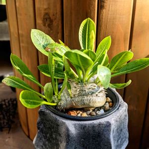 パキポディウム ブレビカウレ,恵比寿笑い,多肉植物,観察,NO GREEN  NO LIFEの画像