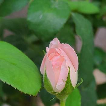 ミニ薔薇♡,薔薇,薔薇♡,薔薇に魅せられて,薔薇♪の画像