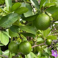 スイートレモネード,レモン,植物は癒し,実がなるのが楽しみ♪,家庭菜園の画像