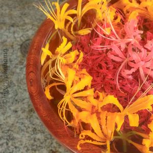 彼岸花,ヒガンバナ科,散歩,花いろいろ,庭園の画像