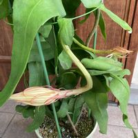 月下美人,夏の花,一夜限りの花,秋が来た,鉢植えの画像