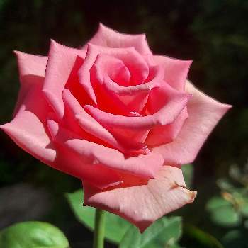 ミニ薔薇♡,薔薇,薔薇♡,薔薇に魅せられて,薔薇♪の画像