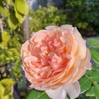 ヘブンオンアース,開花,小さな庭の画像