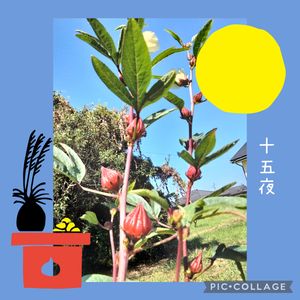 ハイビスカスローゼル,ガーデニング好き,夏野菜フォトコンテスト2023,可愛い花,マイガーデンの画像