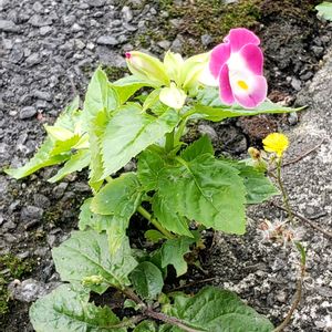 トレニア,開花,花壇,公園,季節の花の画像