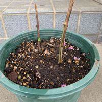 百日紅,ピンクの花,種子,挿し木,どうなるかな〜？の画像