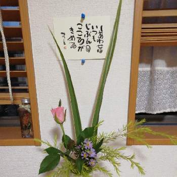 ハスの画像