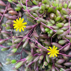 ルビーネックレス,ルビーネックレスの花,多肉地植え,色づく多肉,多肉のある暮らしの画像