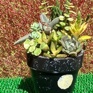 コキア,多肉植物 寄せ植え,多肉植物,GSに感謝。,リメ鉢の画像