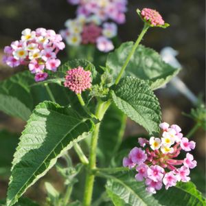 ランタナ,開花,お花を楽しむ,ピンクの花,花壇の画像