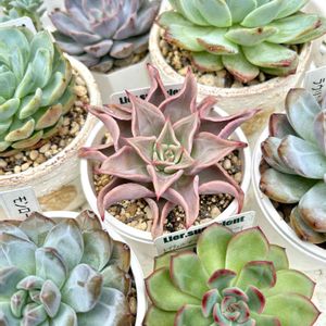 マディバ,多肉植物,ウネウネ記録,紅葉多肉,成長記録の画像
