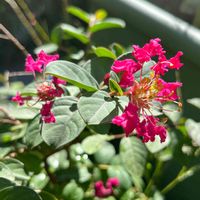 サルスベリ,濃いピンクの花,ネコ好き,ピンクのお花,花のある暮らしの画像