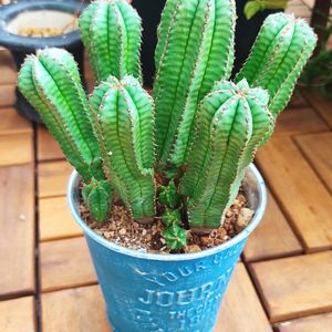 ユーフォルビア アノプリア,多肉植物,ユーフォルビア,おうち園芸,子株の画像
