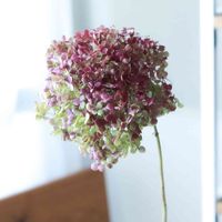 アジサイ,アナベル,ドライフラワー作り,園芸,ドライフラワーの画像