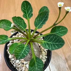 ユーフォルビア フィッシュボーン,花芽,みどりのある暮らし,おうち園芸,塊根植物の画像