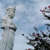 サルスベリ,百日紅,ピンクの花,船岡城址公園,お出かけ先の画像