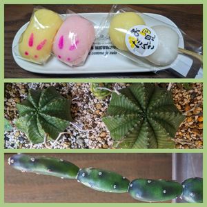 ユーフォルビア バリダ,墨こけし,多肉植物,観察,NO GREEN  NO LIFEの画像