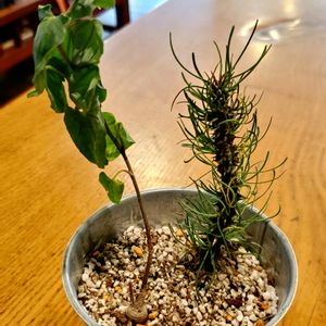 ユーフォルビア・ゴットレベイ,イポメア　プラテンシス,イポメア プラテンセ,多肉植物,イポメア属の画像