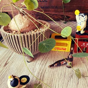 ステファニア・エレクタ,ステファニア ピエレイ,植物のある暮らし,グリーンのある暮らし,コーデックスの画像