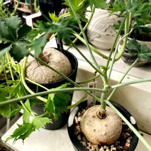 ヤトロファ錦珊瑚,丸いは正義！,多肉男子,植物男子,多肉大好きの画像