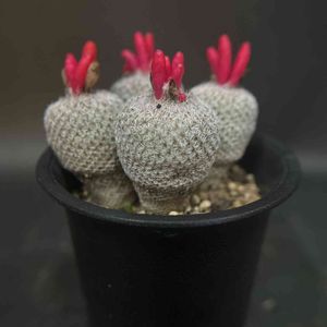 多肉植物,観葉植物,サボテン☆,塊茎植物,ビザール・プランツの画像