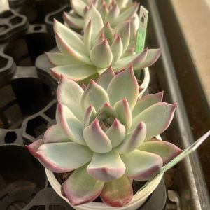多肉植物,千葉県,エケベリア_原種,多肉大好き,エケベリア_オリジナル交配種の画像