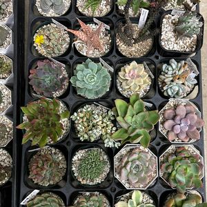 多肉植物,観葉植物,GREEN JAM,foliageplant,多肉植物のある暮らしの画像