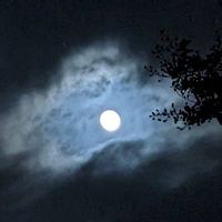 サルスベリ,秋の到来!,秋の訪れ,月✽,夜空を眺める会の画像