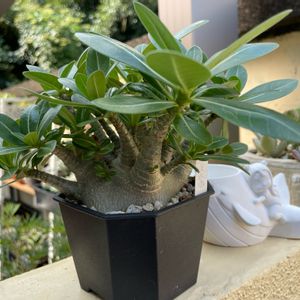 アデニウム アラビカム,多肉植物,アガベ女子,⊂( ・________・ )⊃のアデニウム,多肉女子の画像